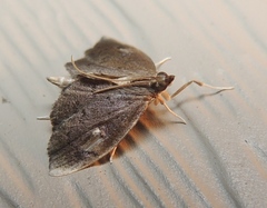 Perispasta caeculalis