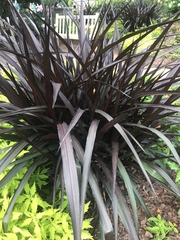 Yucca desmetiana