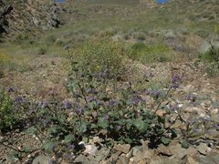 Phacelia crenulata crenulata