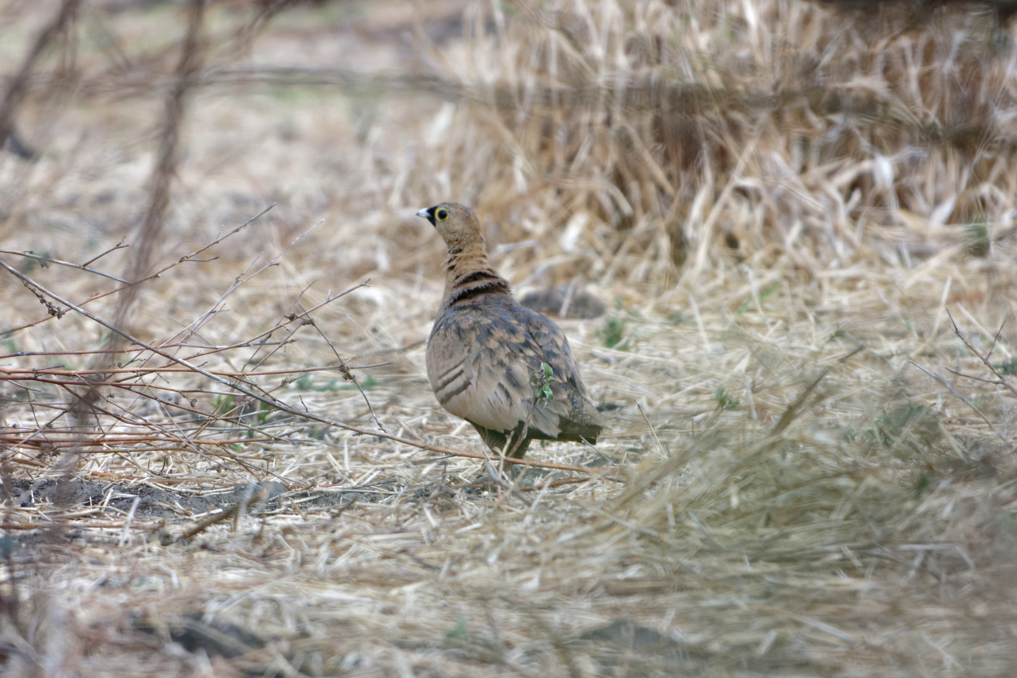 Madagascar Sandgrouse (Pterocles personatus), photo 2