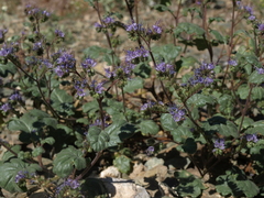 Phacelia crenulata crenulata