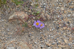 Erigeron simplex