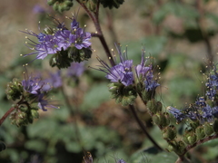 Phacelia crenulata crenulata