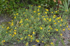 Heterotheca pumila