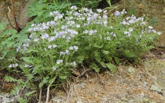Polemonium pulcherrimum delicatum