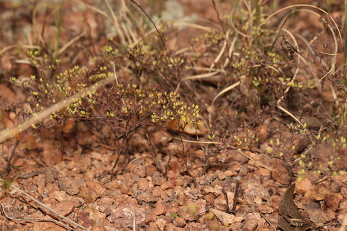 Bristle Nailwort (Paronychia setacea)