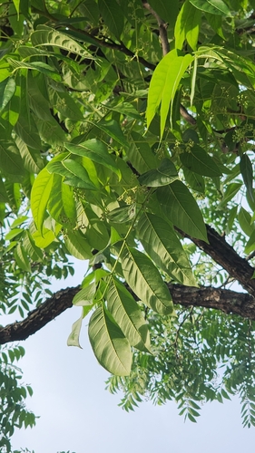 Cedrela balansae