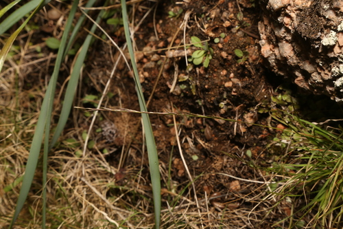 Image of Tripogonella spicata by (c) Reid Hardin, some rights reserved (CC BY)