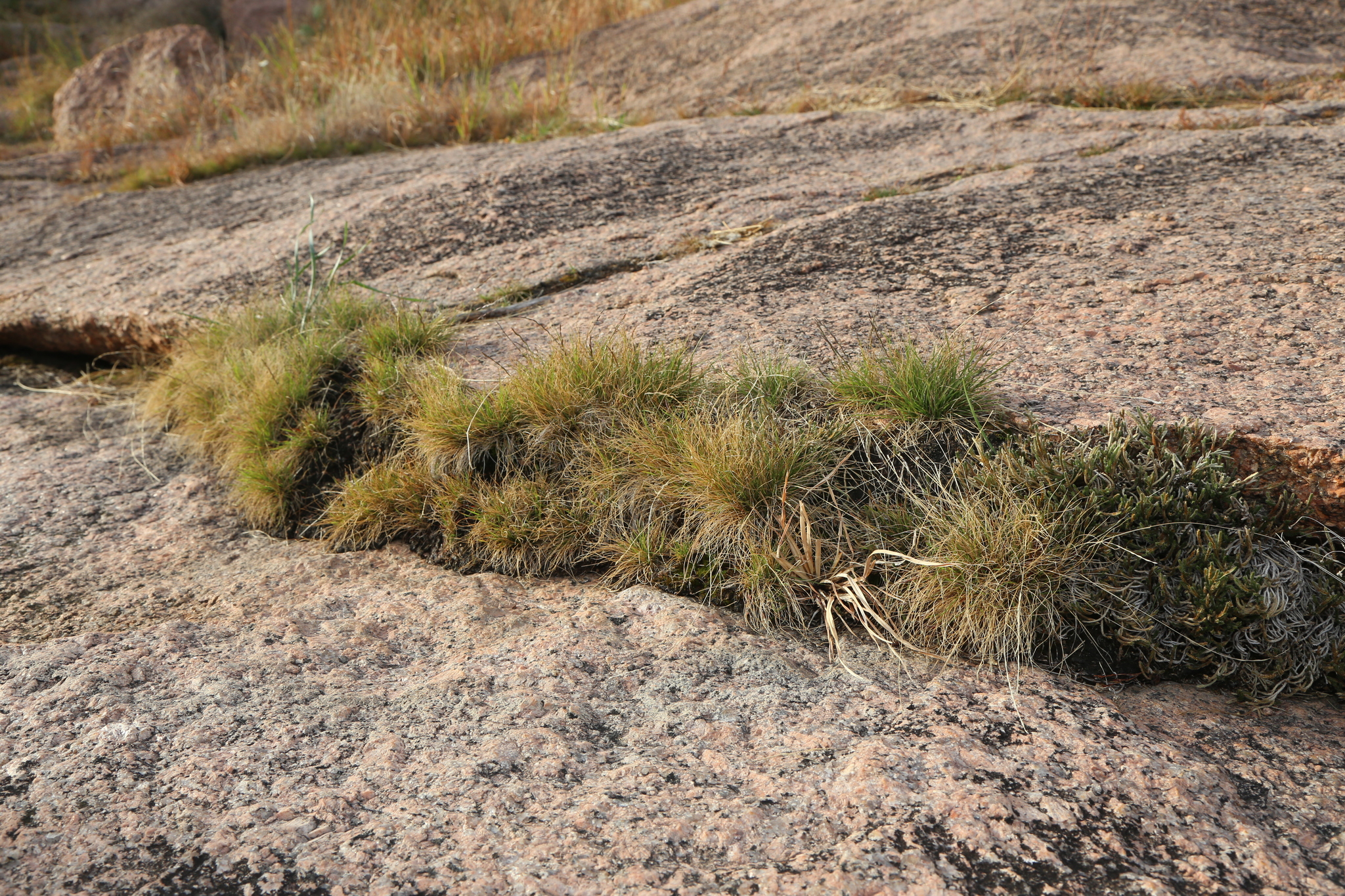 American Fiveminute Grass (Tripogonella spicata)