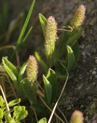 Salix cascadensis