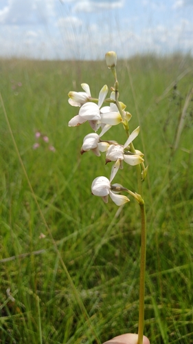 Eulophia malangana