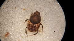 Onthophagus similis