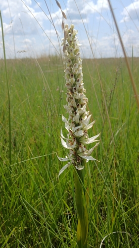 Whitebract Satyre