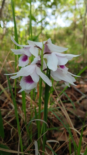 Orthochilus euanthus