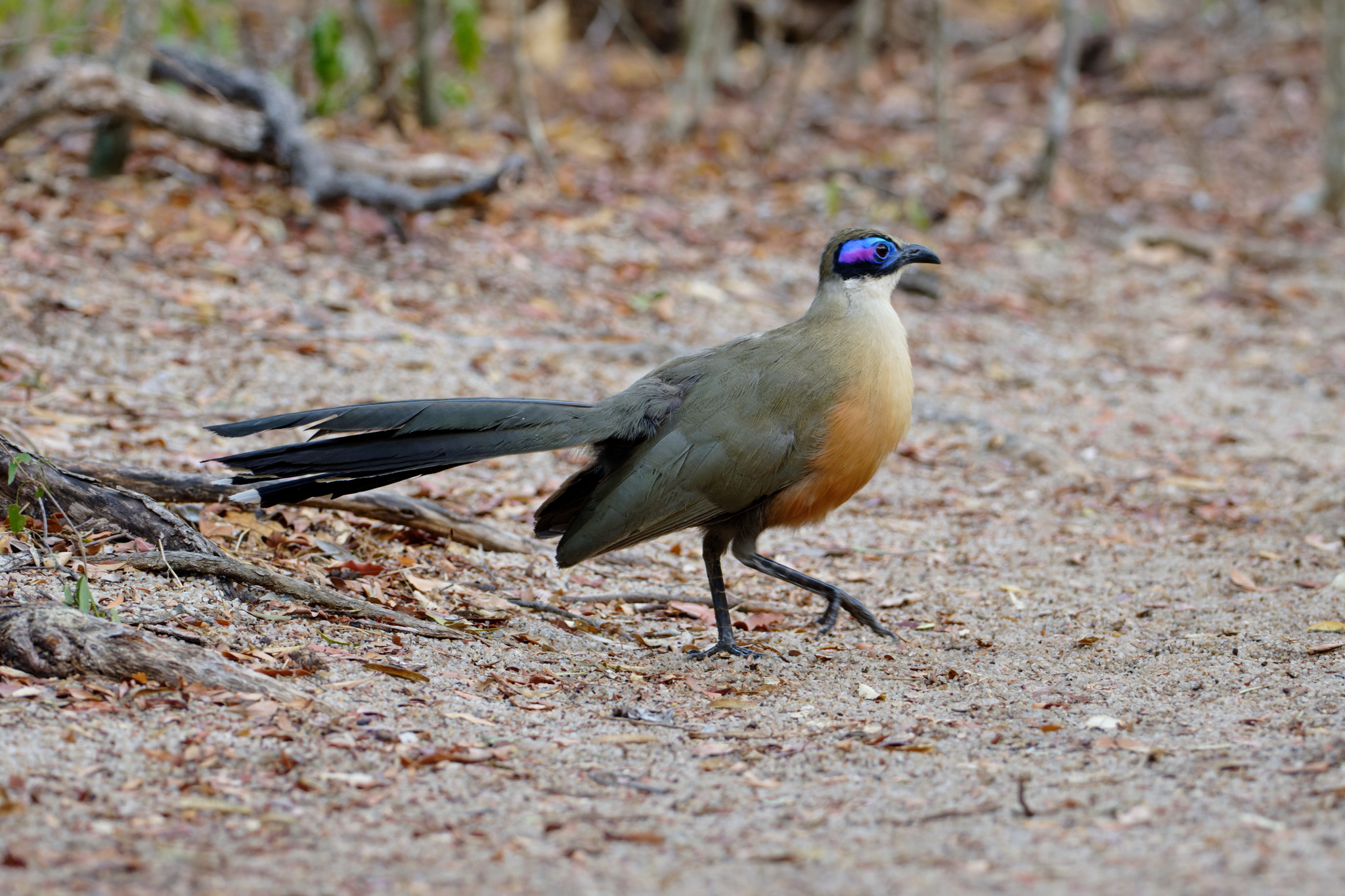 Giant Coua (Coua gigas), photo 5
