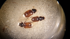 Bodiloides ictericus