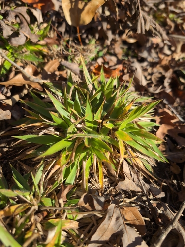 Dichanthelium strigosum, photograph 1