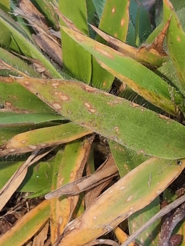 Dichanthelium strigosum, photograph 2