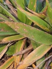 (c) Sam Taylor, some rights reserved (CC BY) Dichanthelium strigosum, photograph (c) Sam Taylor, some rights reserved (CC BY)