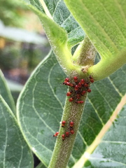 Oncopeltus fasciatus