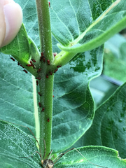 Oncopeltus fasciatus