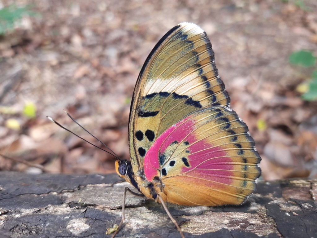 Euphaedra lata