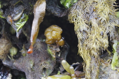 Leathesia marina