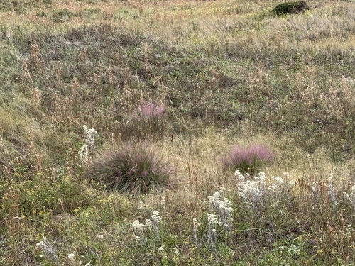 Muhlenbergia capillaris, photograph 5