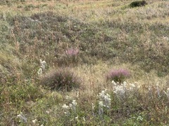 Muhlenbergia capillaris, photograph (c) John Leszczynski, some rights reserved (CC BY)