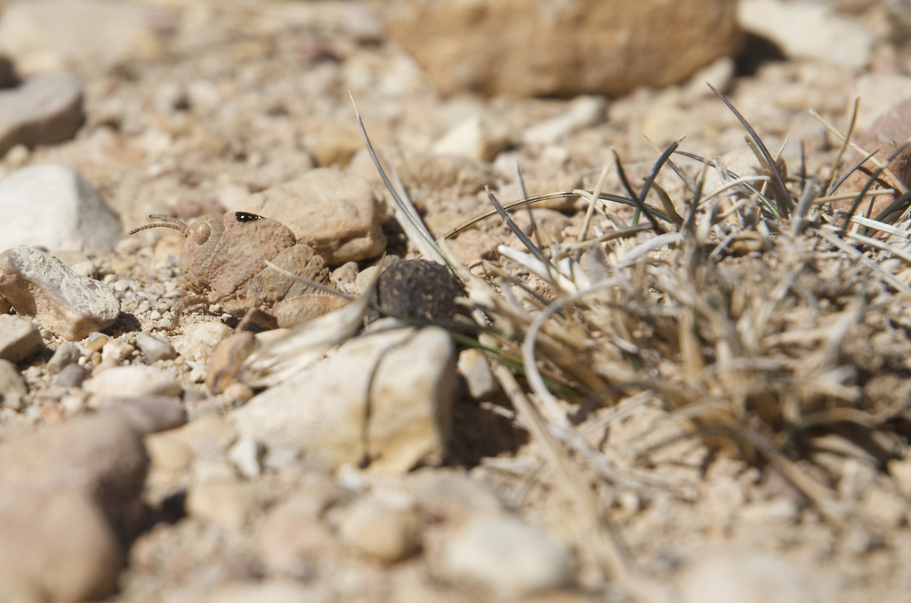 Eunapiodes