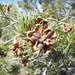 Pinus edulis - Photo (c) Razzu Engen,  זכויות יוצרים חלקיות (CC BY-NC-SA)