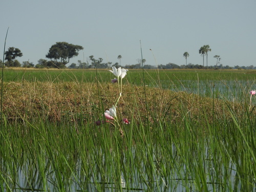 Image of Crinum paludosum by no rights reserved