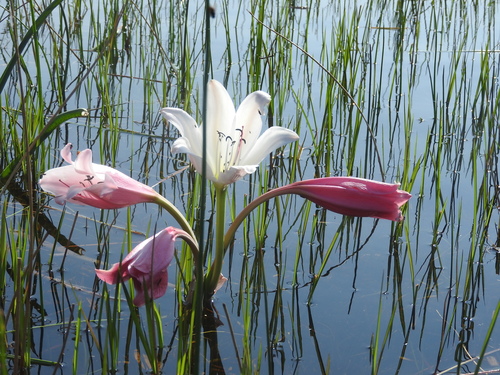 Image of Crinum paludosum by no rights reserved