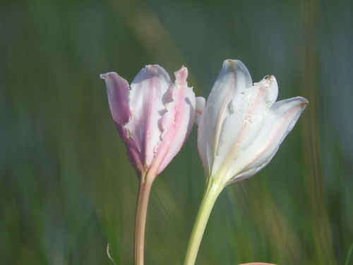 Image of Crinum paludosum by no rights reserved
