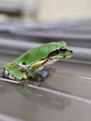 Hyla japonica