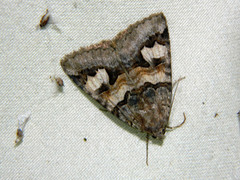 Drasteria adumbrata