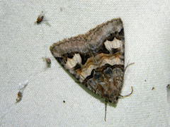 Drasteria adumbrata