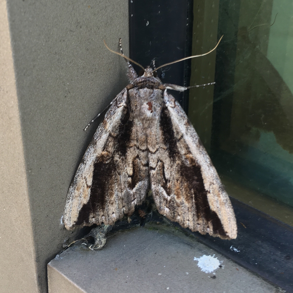 Angus’ Underwing