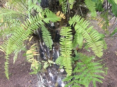 Nephrolepis rivularis