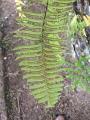 Nephrolepis rivularis