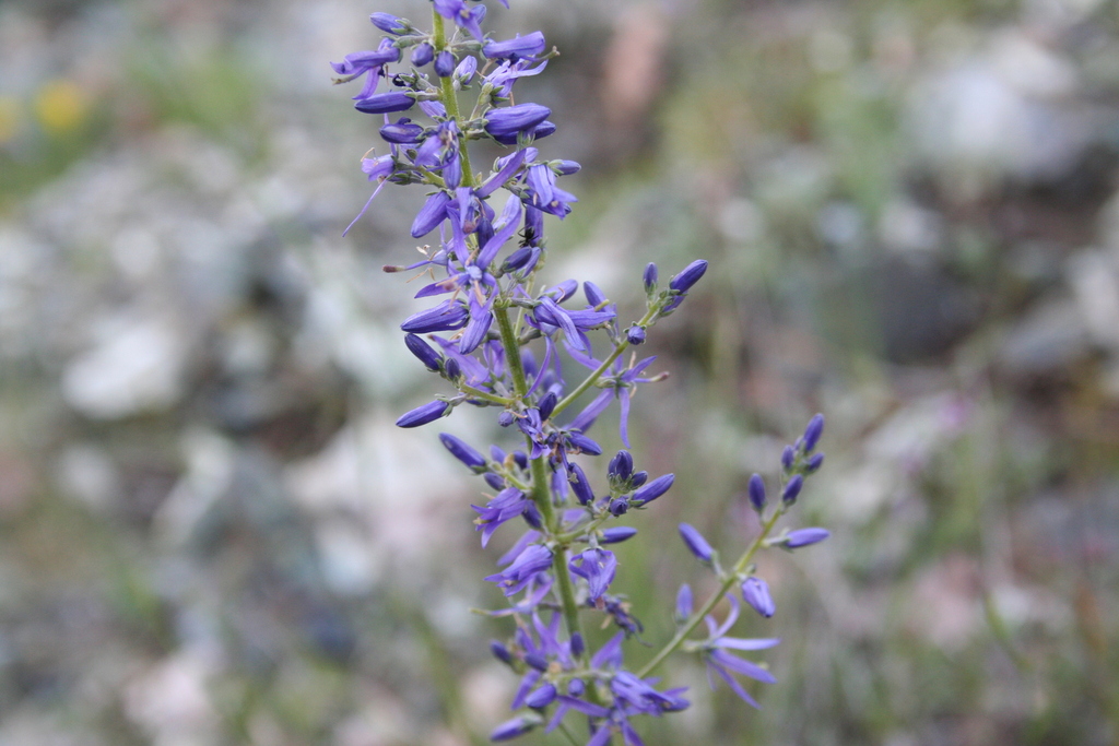 Asyneuma limonifolium; photograph (c) Edmundas Greimas, some rights reserved (CC BY)