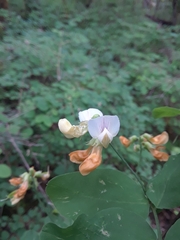 Lathyrus holochlorus