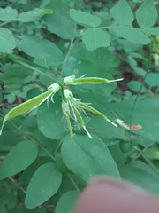 Lathyrus holochlorus