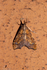 Deana hybreasalis