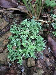 Cladonia pityrophylla