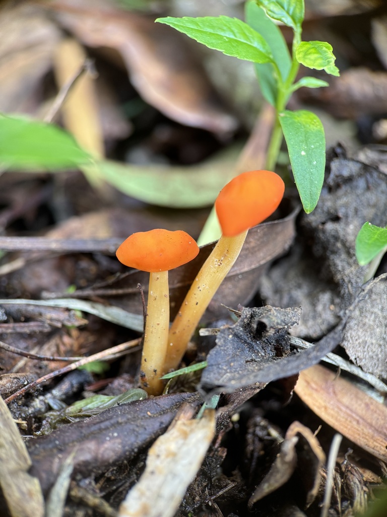 Marasmius hymenogloeus · November 2024 · photo: © bealeiderman (iNaturalist, cc-by)
