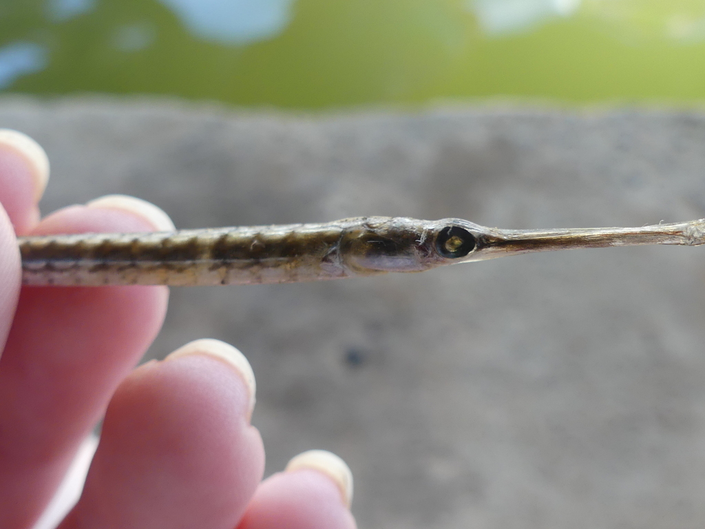 Chain Pipefish