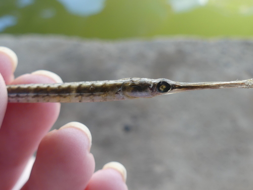 Syngnathus louisianae