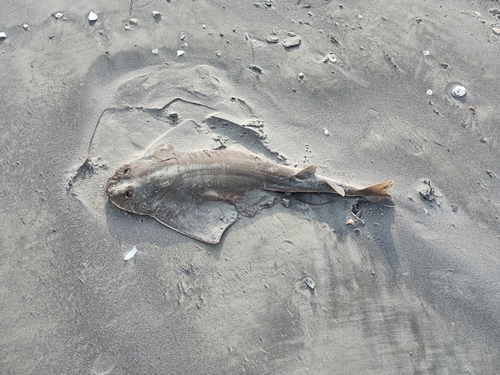 Sand devil (Squatina dumeril) — Squatinidae — 4