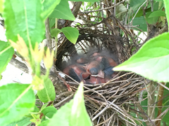 Cardinalis cardinalis